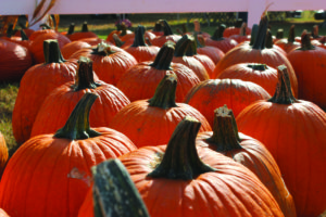 This is a portion of the pumpkins that were for sale at the Maple Lane Farms pumpkin patch this fall.