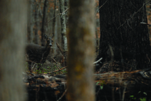 A white tailed doe peeks through the forest. Photo by Marlena Madden.