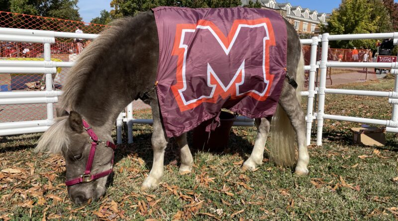 Unofficial Maryville College mascot, miniature horse Nibblet, leads a life of “humor and happiness” at Scots Ridge Farm