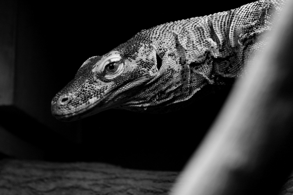 ‘Komodotion’ has taken over Knoxville Zoo