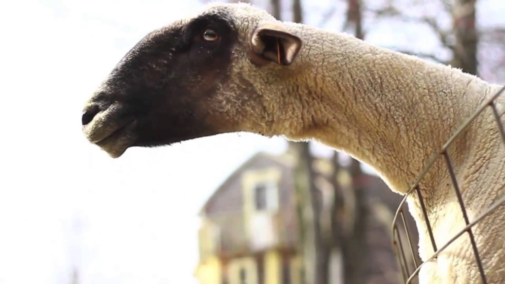 Goats and shakes: The 2 biggest YouTube trends in February, March