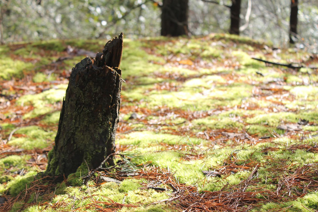 MC students wander in the woods, experience J-Term in nature