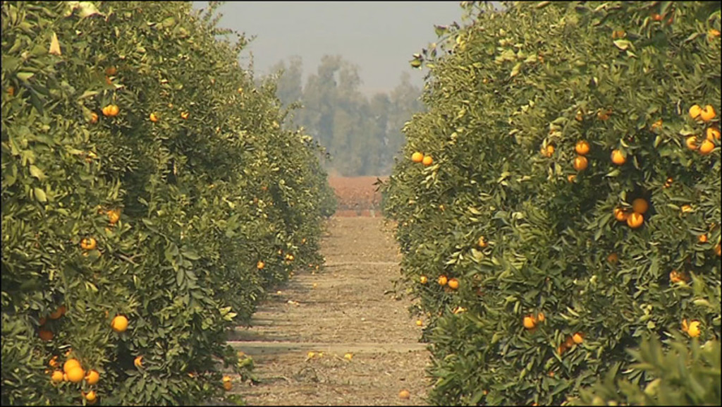 National water usage is connected to California’s drought-stricken citrus orchards. 2013 was California’s driest year ever. Photo Courtesy of bakersfieldnow.org