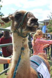 Many of the llamas were set up in viewing pens after the costume contest and race so visitors could pet them. Photo by Rhiannon Williams.