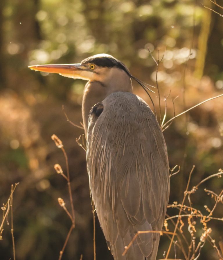 Wildlife photography from the  students of Dr. Drew Crain