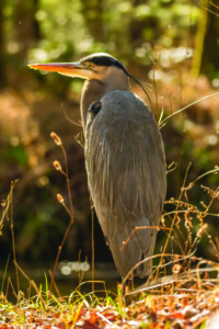A Great Blue Heron stands watch as two photographers, Beau Branton and Megan Lewis, crawl towards him. Photo by Beau Branton.