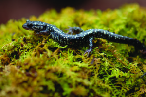 A Northern Slimy Salamander sits on top of moss. Photo by Marlena Madden.