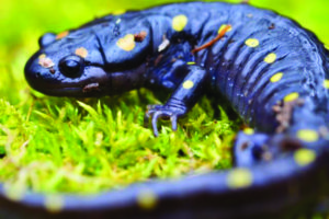 A Spotted Salamander emerges from the soil in hopes of finding a mate. Photo by Alaina Tipton.