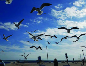 After reaching their destination the group embraced this wonderfull view of seagulls flying over Topsail, North Carolina.
