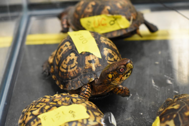 Recent research into the Maryville College Woods box turtle population