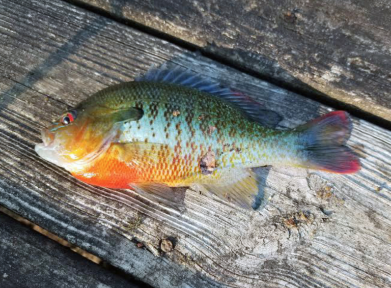 MC out in Tennessee: start small to have a ball with bream