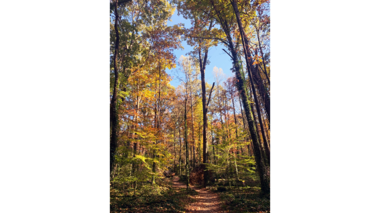 The Maryville College Woods remains an important community asset.