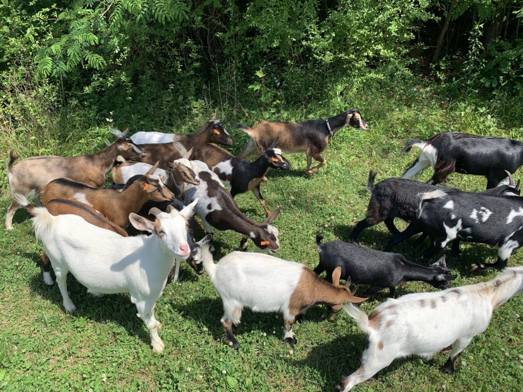 Goats kill kudzu in MC Woods