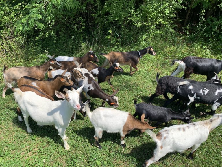Goats kill kudzu in MC Woods