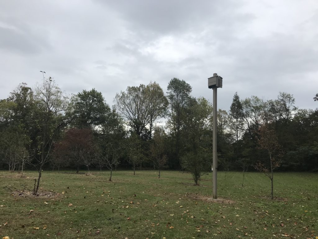 Going Batty: MC makes effort to sustain its bat population