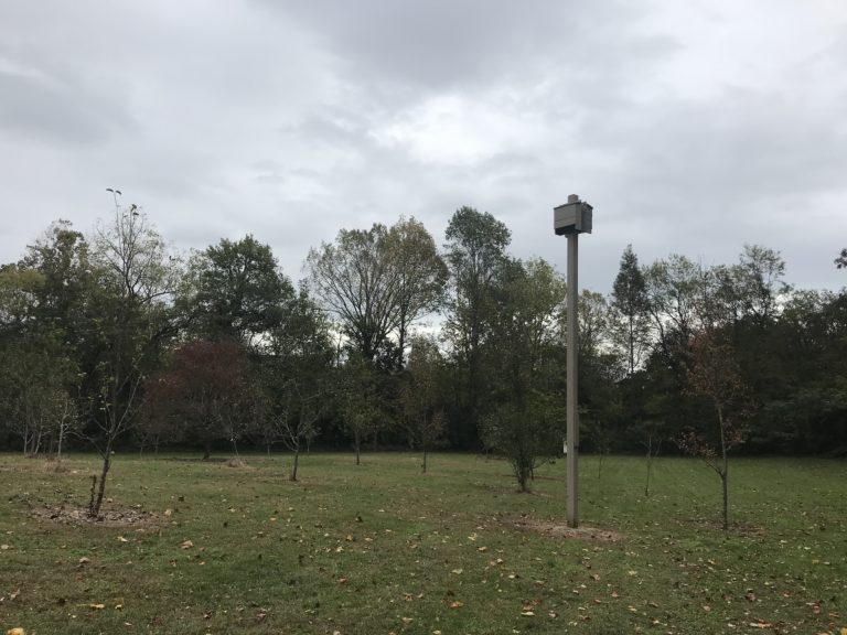 Going Batty: MC makes effort to sustain its bat population