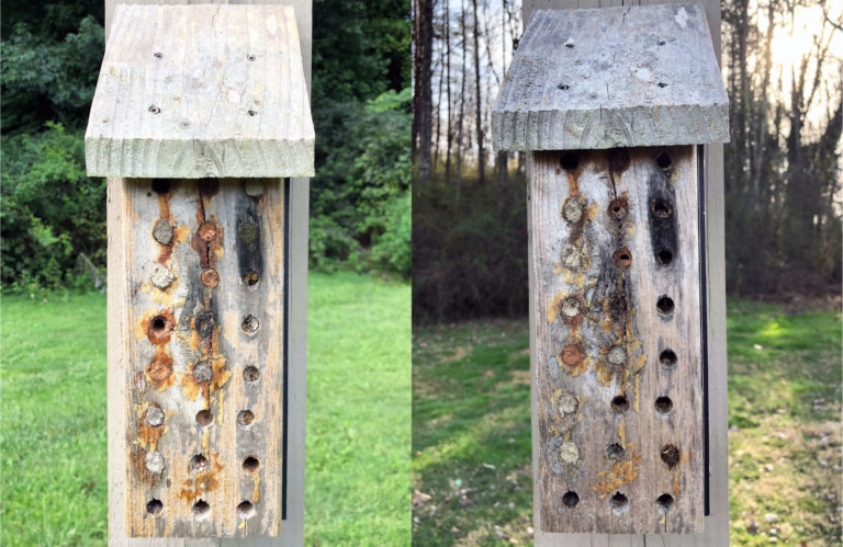 Highland Eco: Mason Bees Emerge on Campus