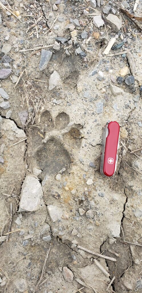Local Legends: Mountain lions on the prowl in East Tennessee?