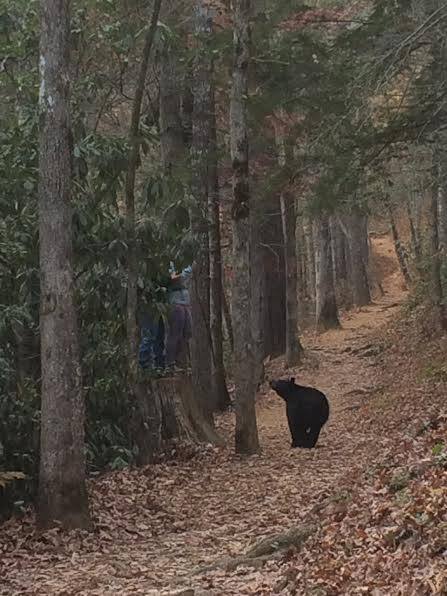 Local Legends: Keep our Bears Wild
