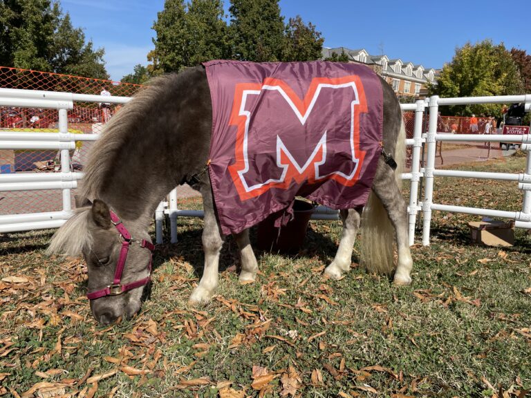 Unofficial Maryville College mascot, miniature horse Nibblet, leads a life of “humor and happiness” at Scots Ridge Farm