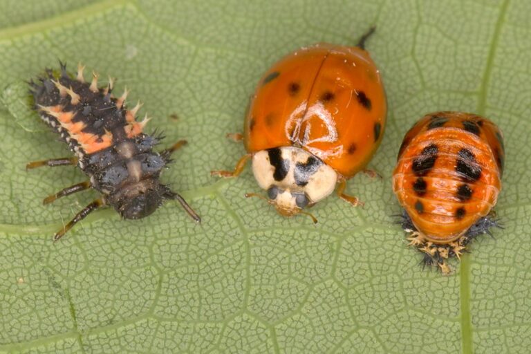 Asian lady beetles invade MC buildings as temperatures drop