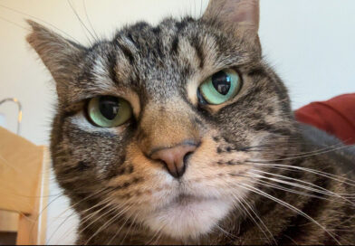 Interviews with MC emotional support animals; the graduating cats of 2026