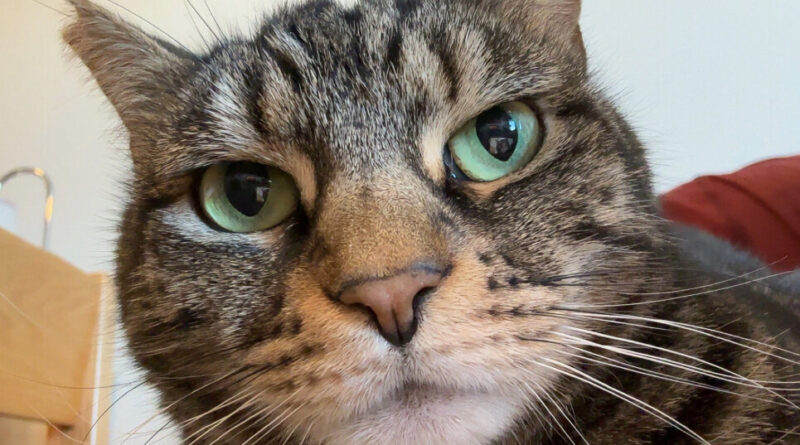 Interviews with MC emotional support animals; the graduating cats of 2026